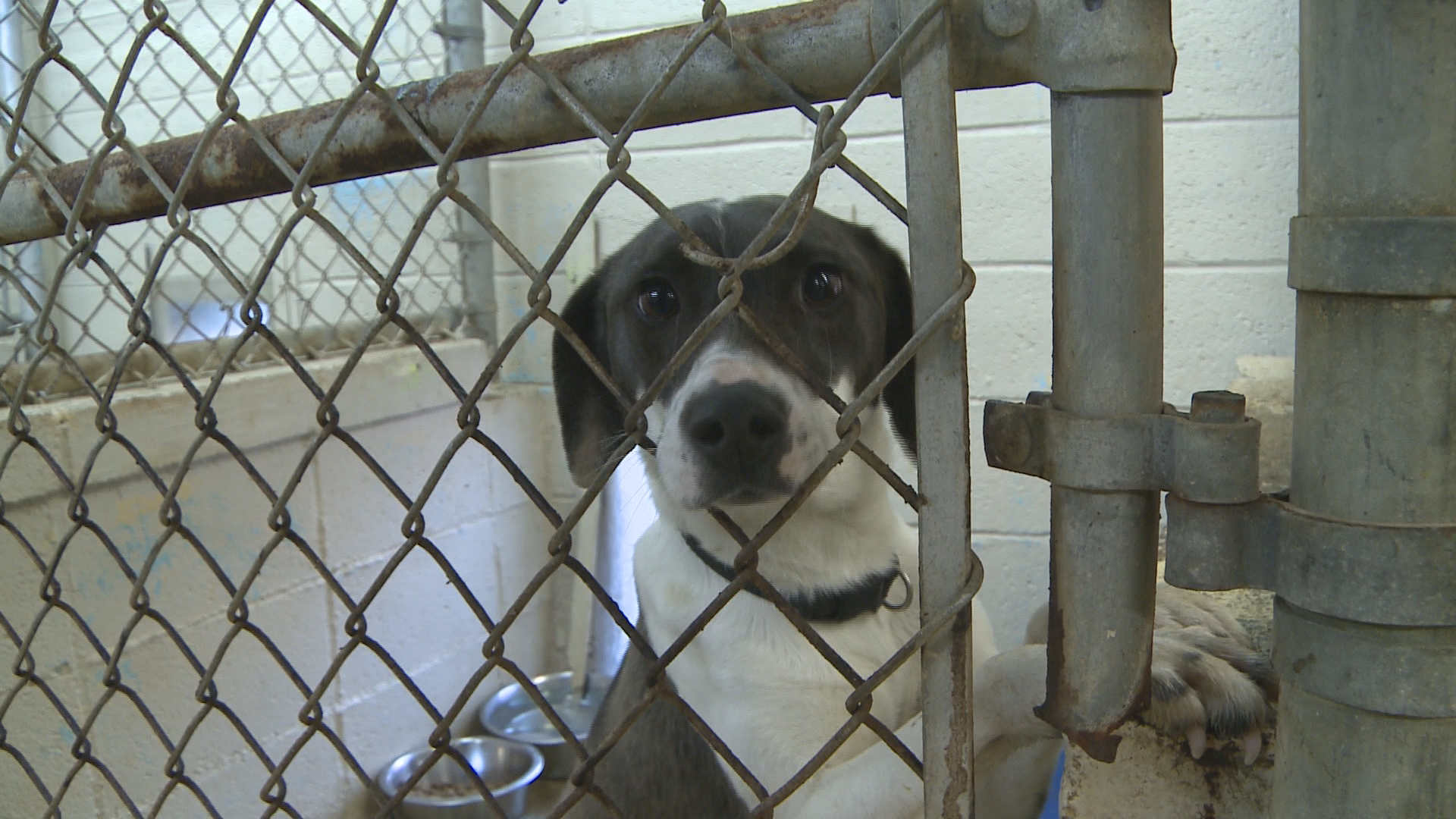Overpopulated Eastern Kentucky animal shelter seeks help from community