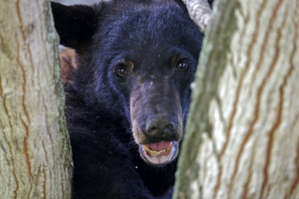 American Black Bear  Missouri Department of Conservation