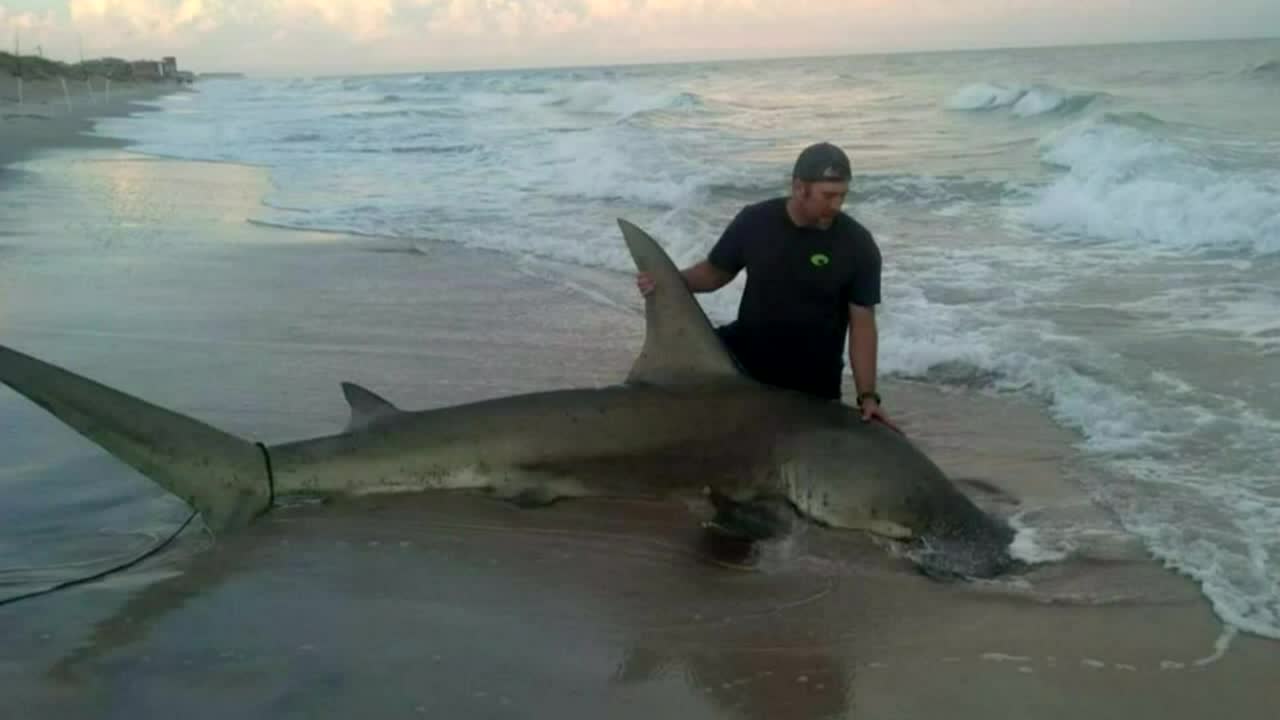 Surf Fishing in North Carolina - Giant Drum & Sharks 