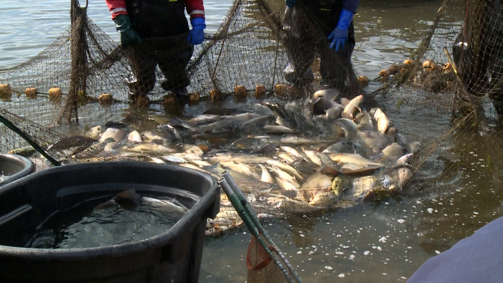 Multiple agencies work to remove invasive carp from Mississippi River