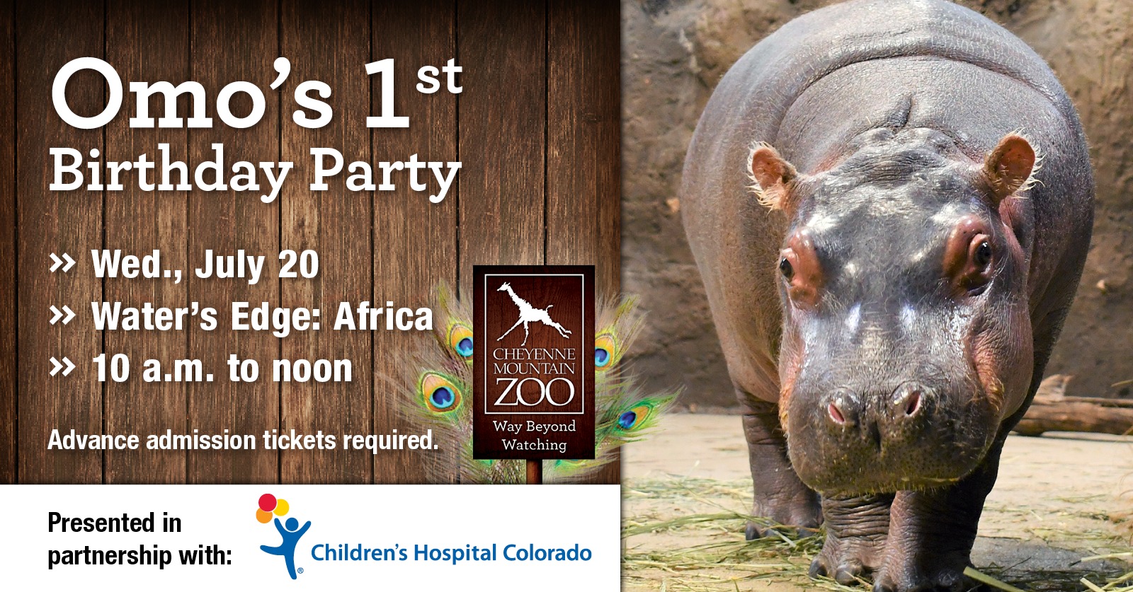 Hundreds come to celebrate hippo's 1st birthday at the Cheyenne Mountain Zoo