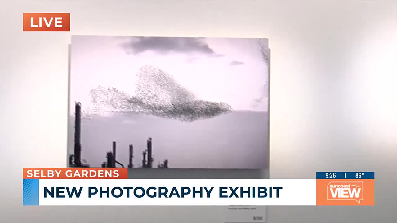 The High Life: Contemporary Photography and the Birds |Suncoast View (July  22nd, 2025)