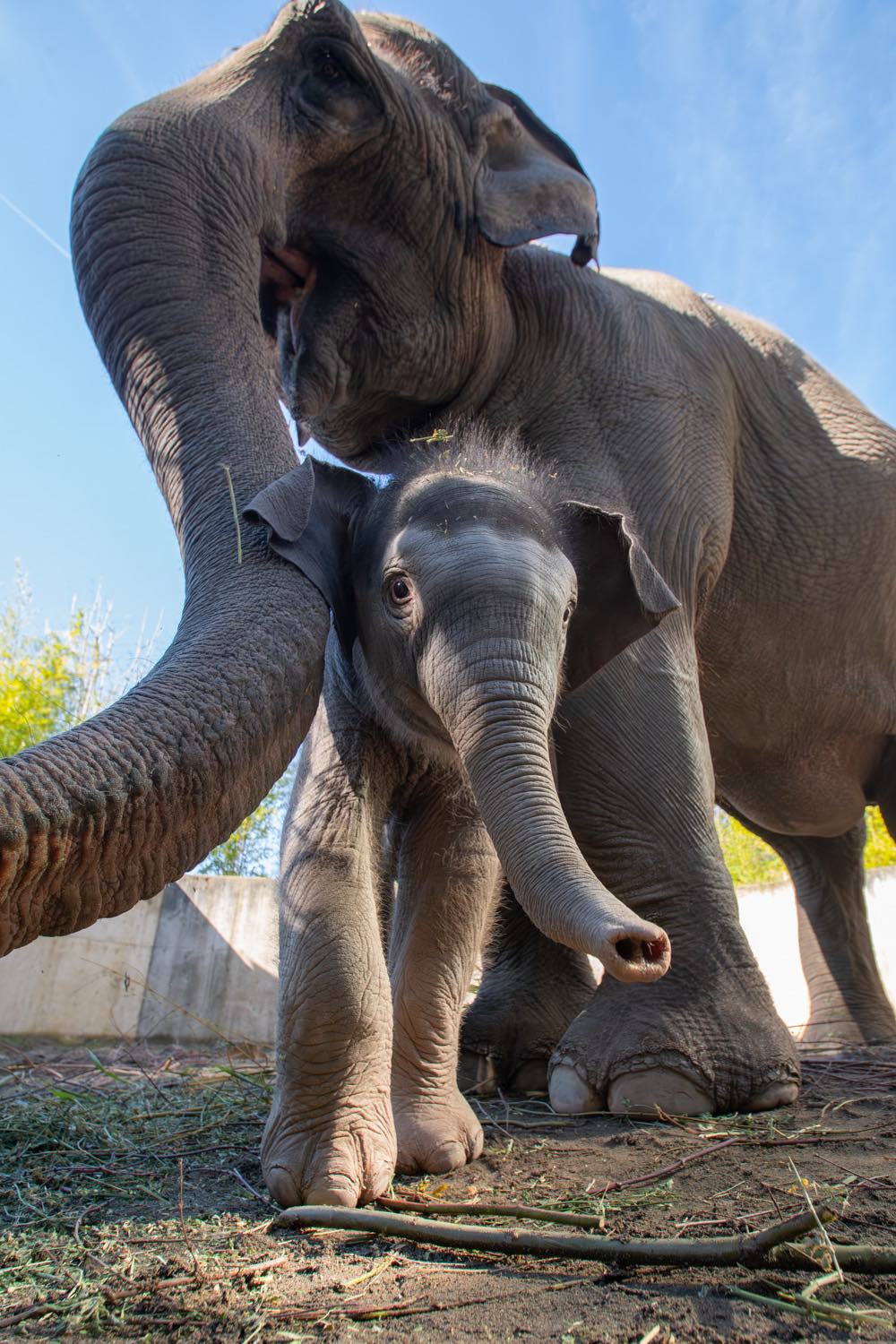 Oregon Zoo baby elephant spends time in the sunshine