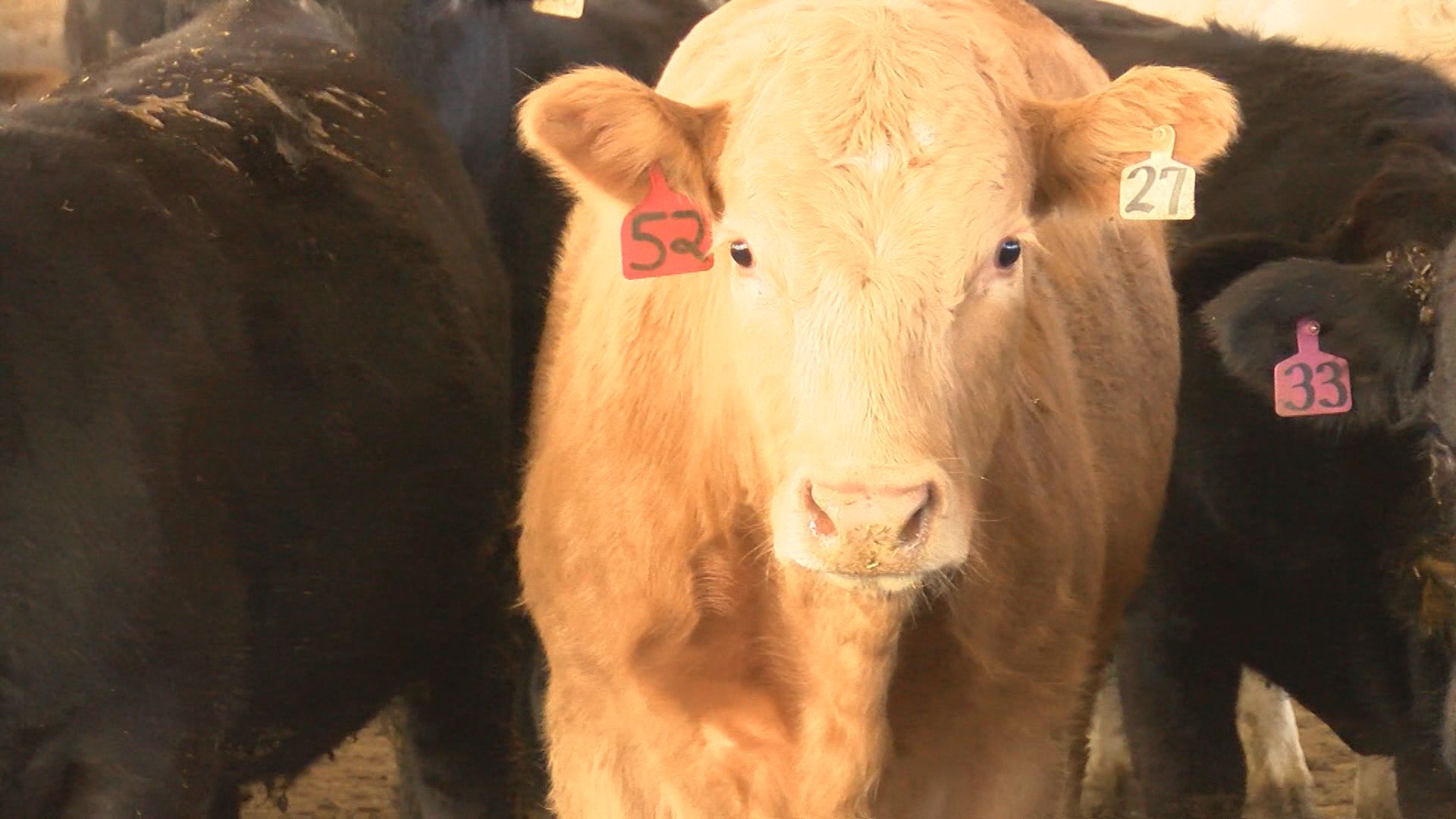 MAC Cattle Co. unveils two new barns to catapult production