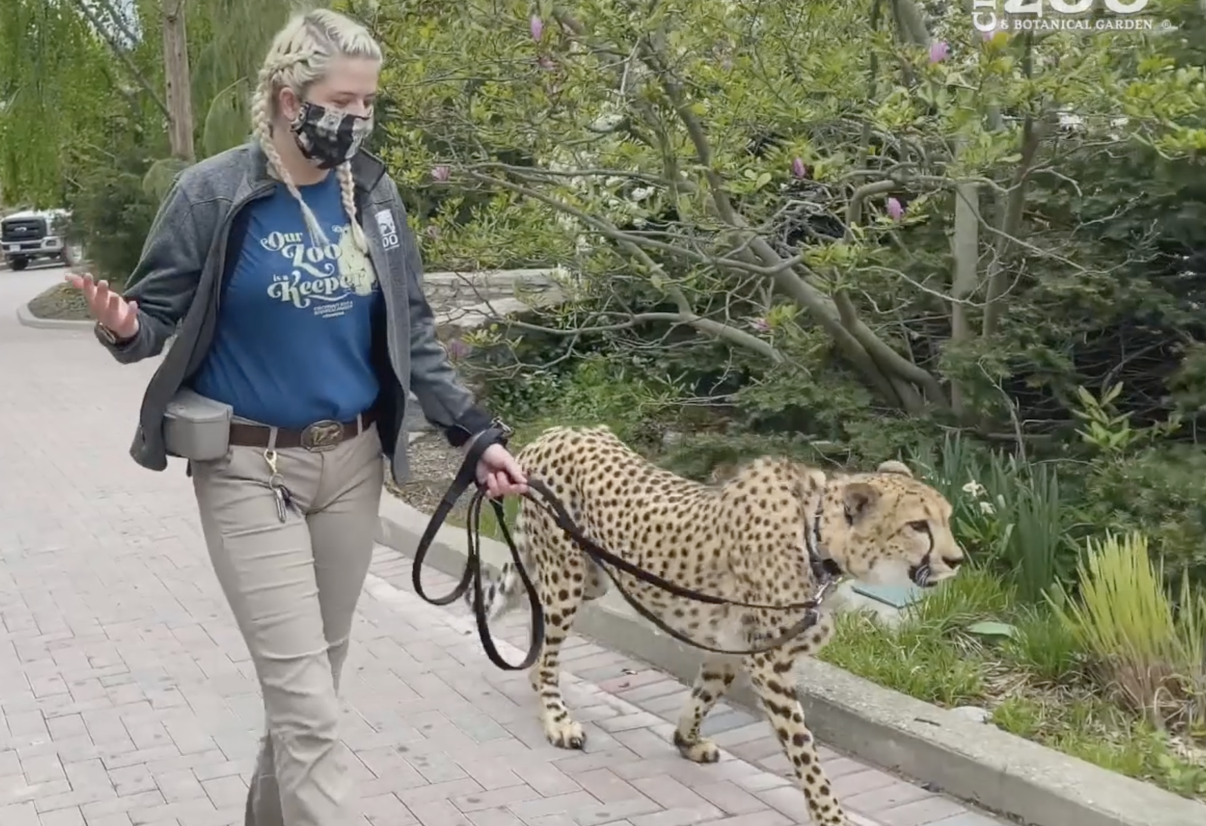 VIDEO: Go for a cheetah-walk around the Cincinnati Zoo in new zookeeper  diary