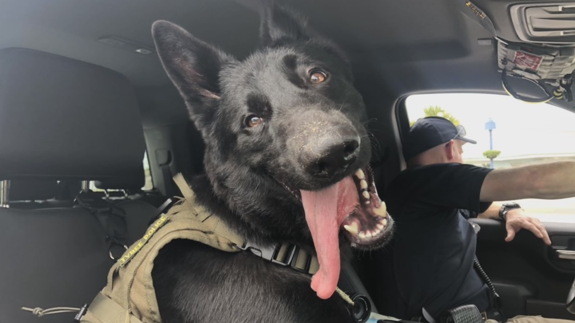 Rescue dog from Ukraine becomes Fort Myers police's newest K9 - WINK News