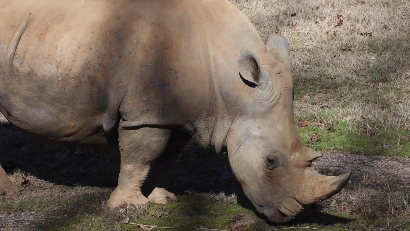 Dolly, the oldest rhino in the US, dies at 56