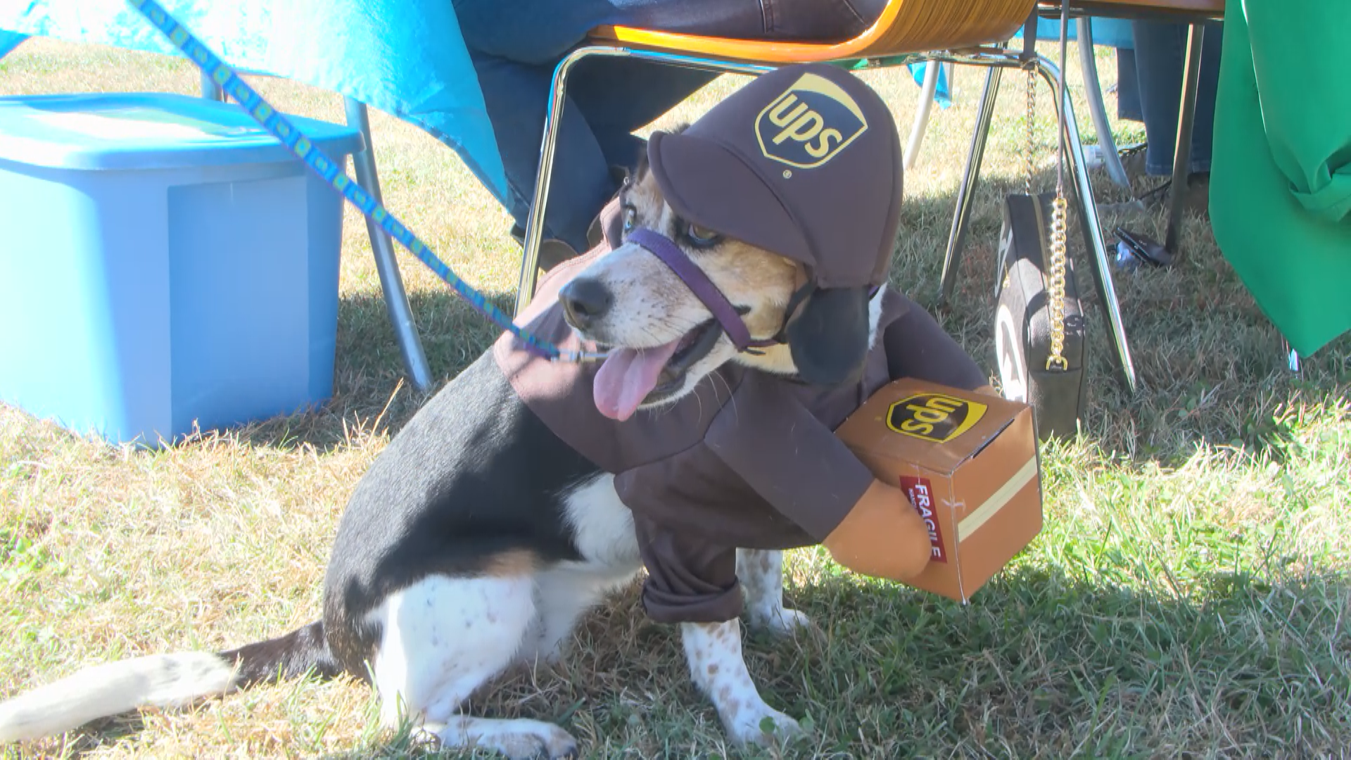 Mutts strut their stuff at second annual dog costume contest in Florham Park, Florham Park Eagle News