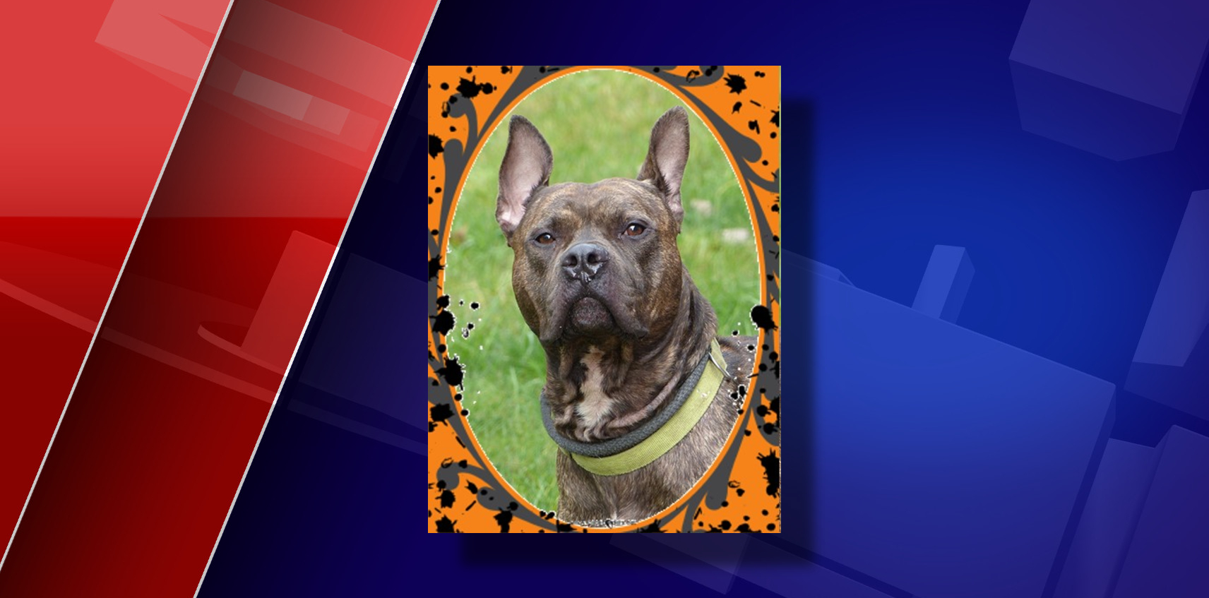 mason county dog pound