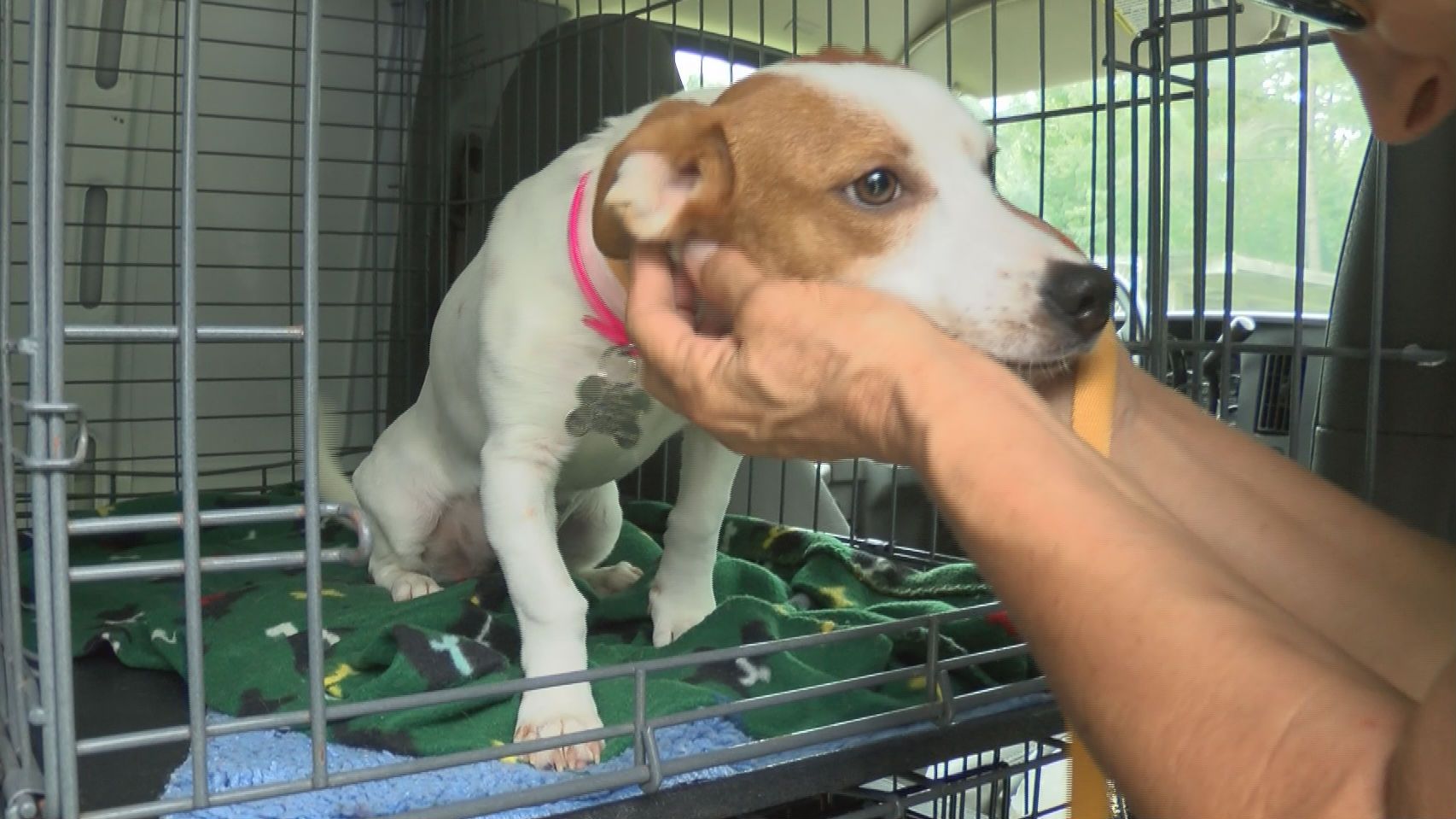 Rescue takes in unclaimed dogs affected by Louisiana flooding