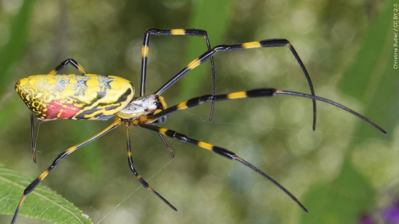 A big spider will spread in the U.S. No, it won't 'parachute.
