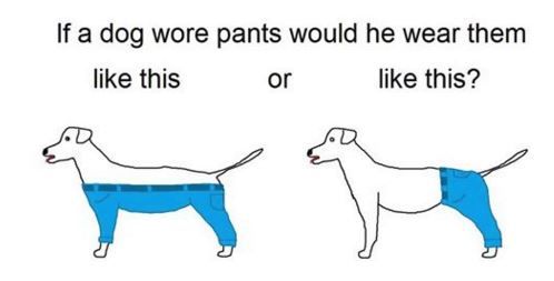 How Should A Dog Wear Pants' Is The Meme We Deserve For The End Of
