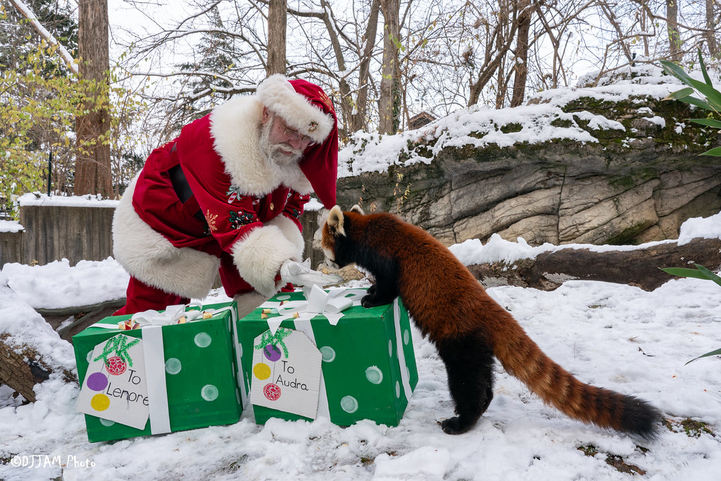 PHOTOS: Santa makes special delivery to Cincinnati Zoo animals