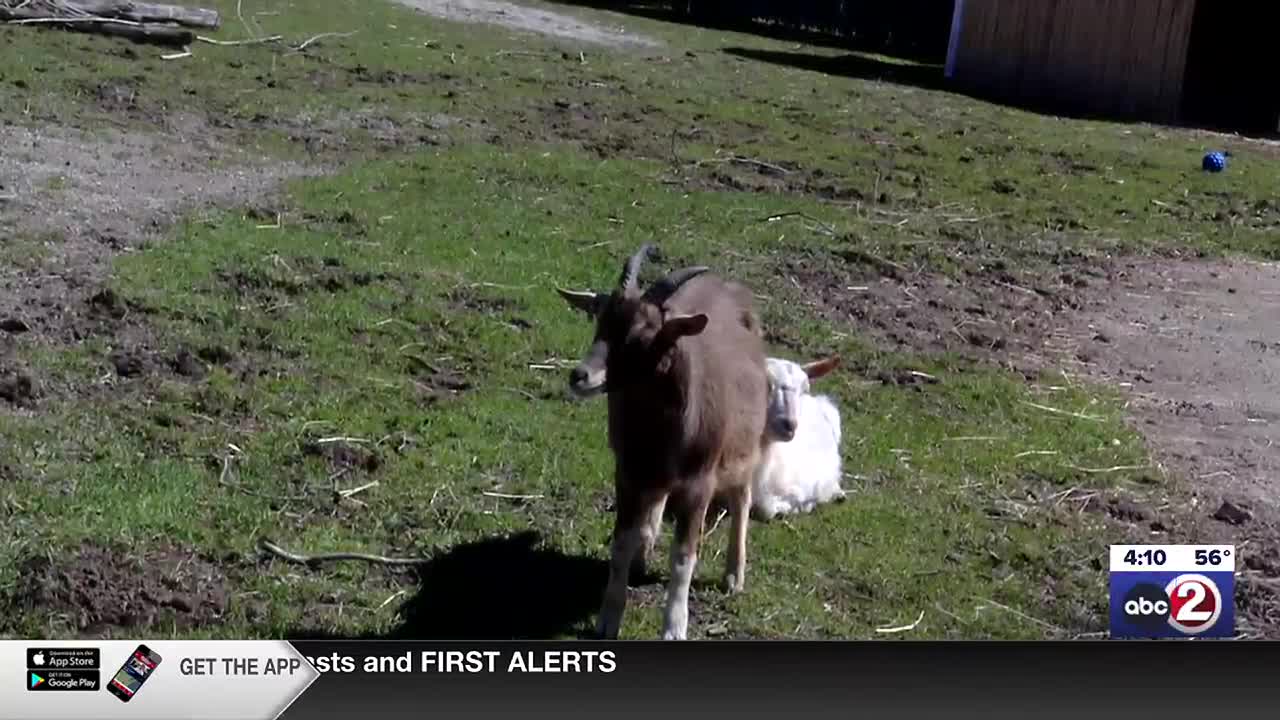 NEW Zoo debuts brand-new tower for goats to unleash their inner