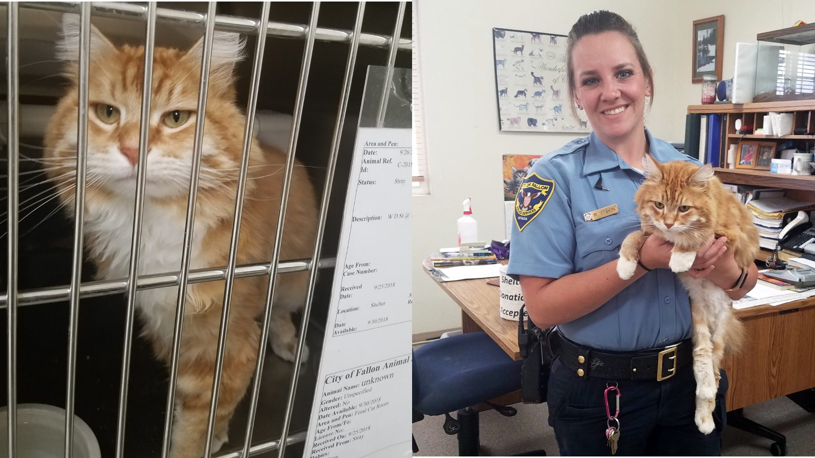 Fallon Animal Shelter Photos Flash Sales innoem.eng.psu.ac.th