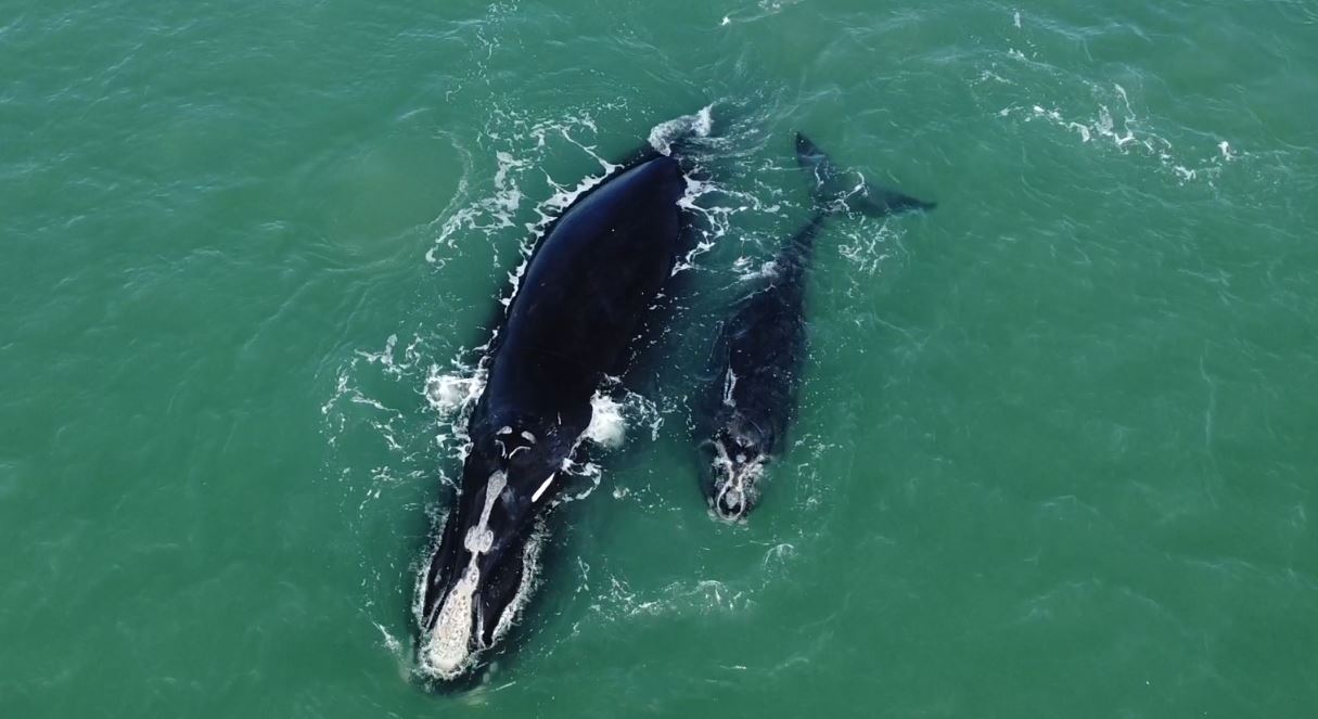 VIDEO: Whale mother and calf caught on camera near Surf City beach
