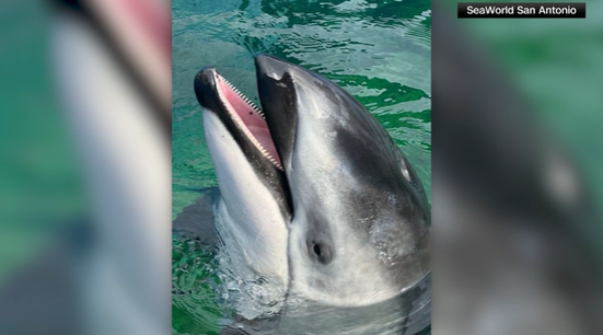Li'i the dolphin, companion of Lolita the orca, moved to San Antonio