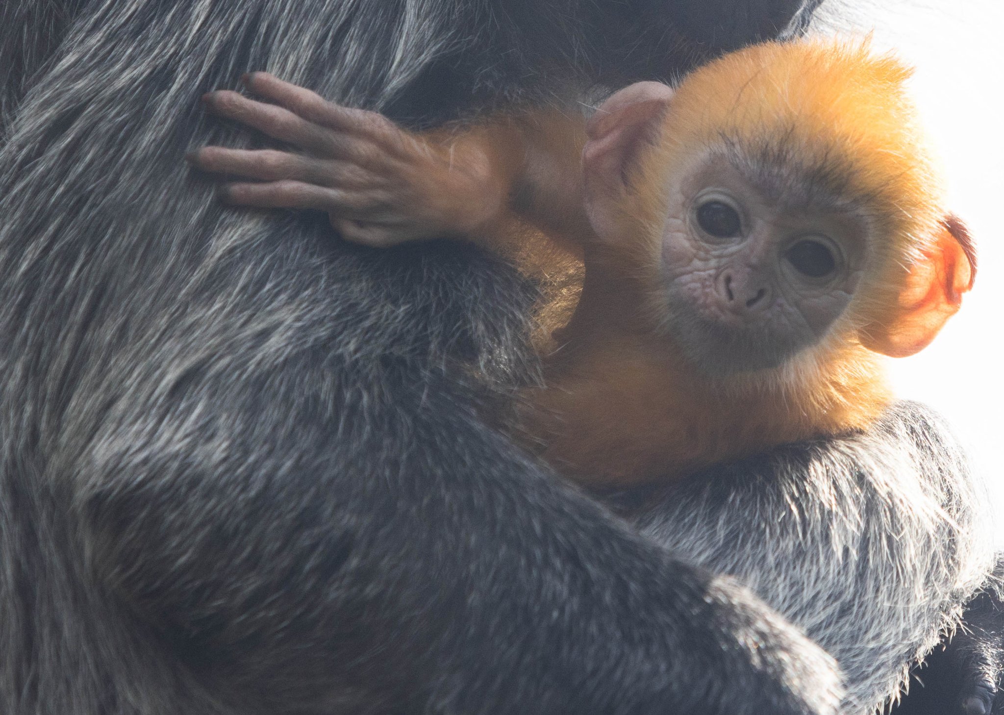 38Explore × NATURAL MOUNTAIN MONKEYS Zoo Knoxville welcomes baby Silvered-leaf langur monkey