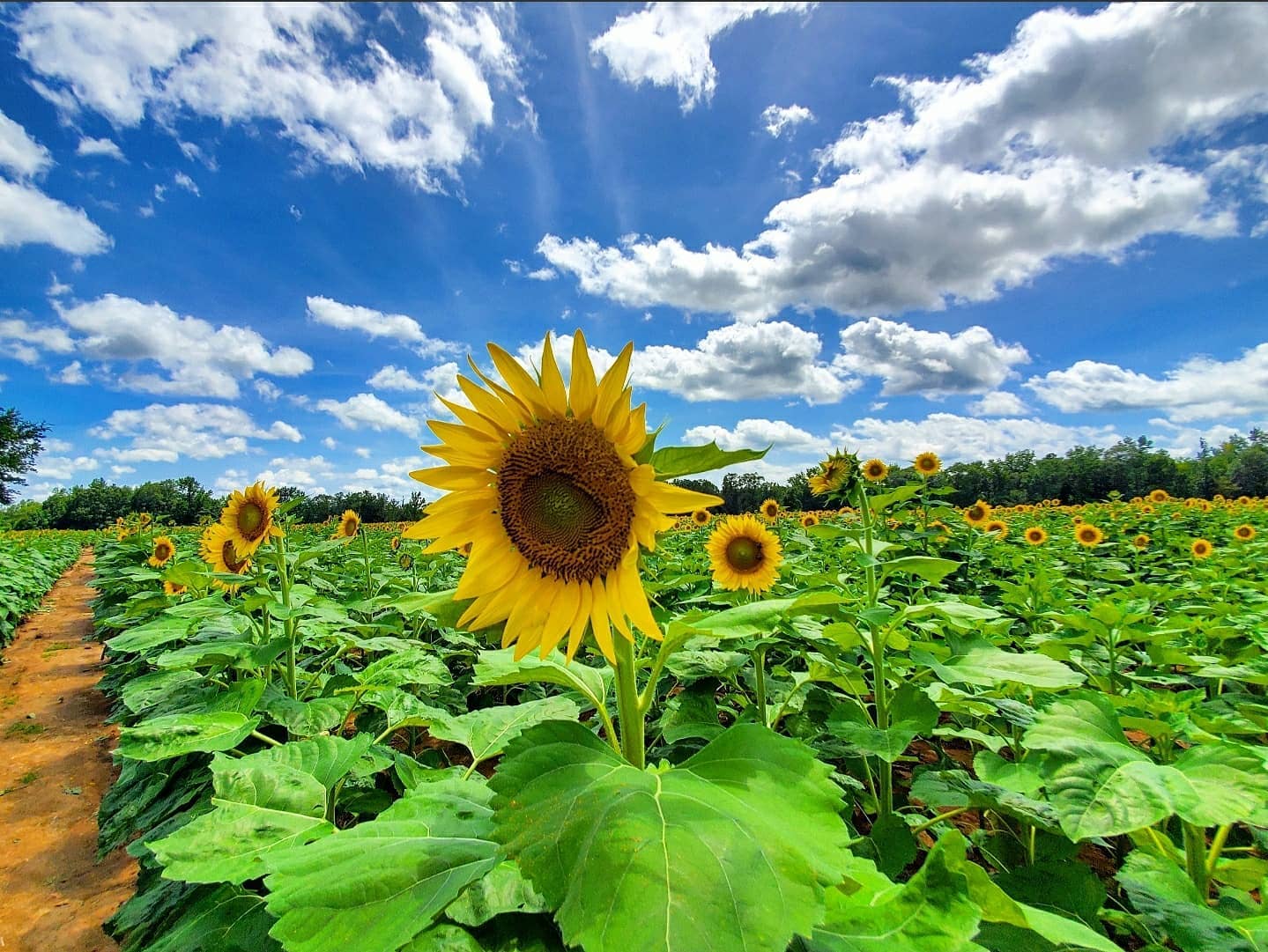 The Sunflower Field Opens In Central
