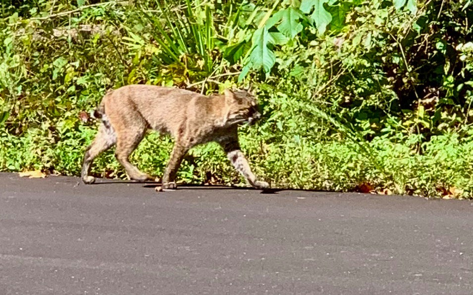 Bobcats in Kentucky