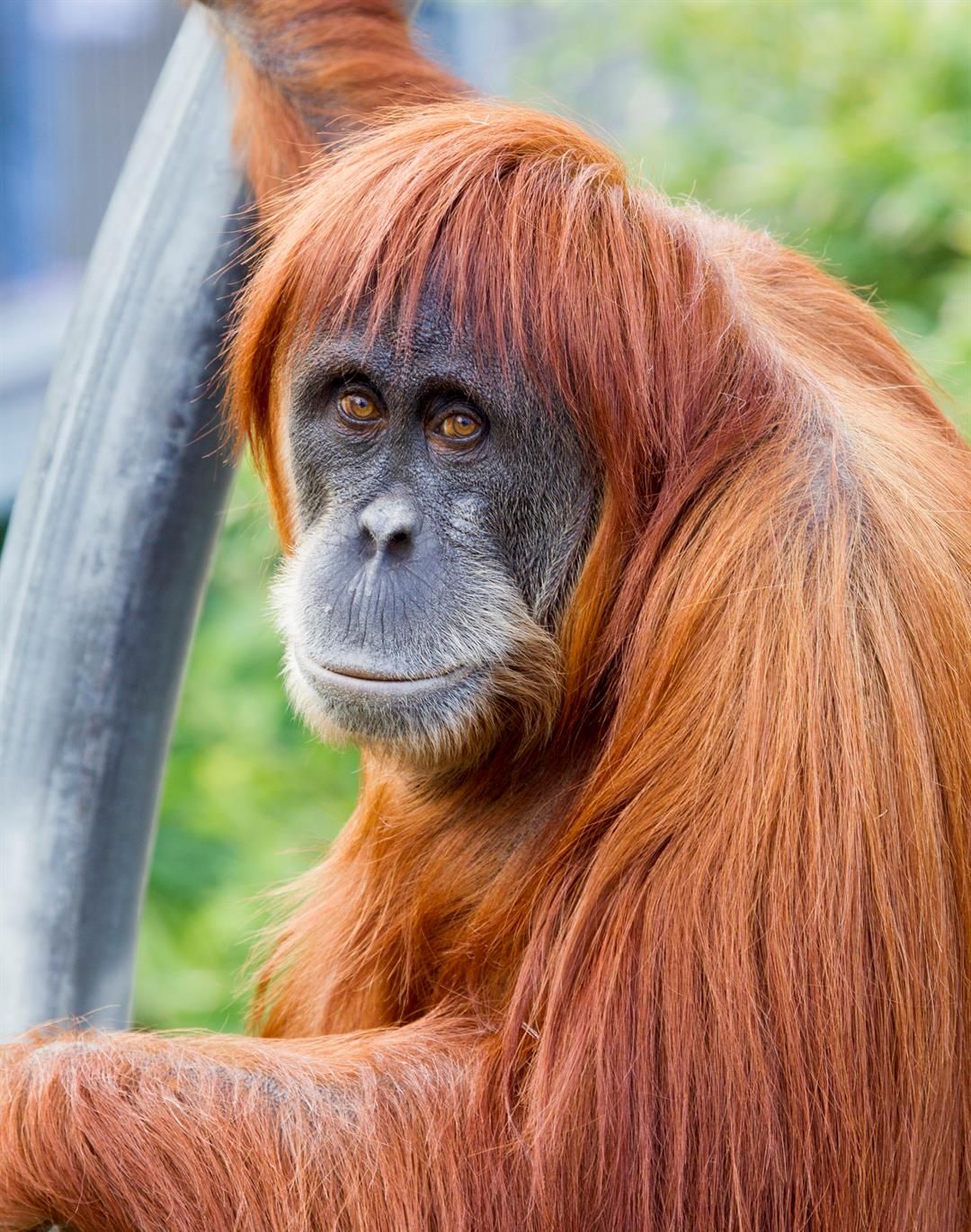 P.orangutan OC 子株付き P.orangutan OC 子株付き