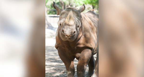 Rhino was killed by another rhino in enclosure, zoo officials say