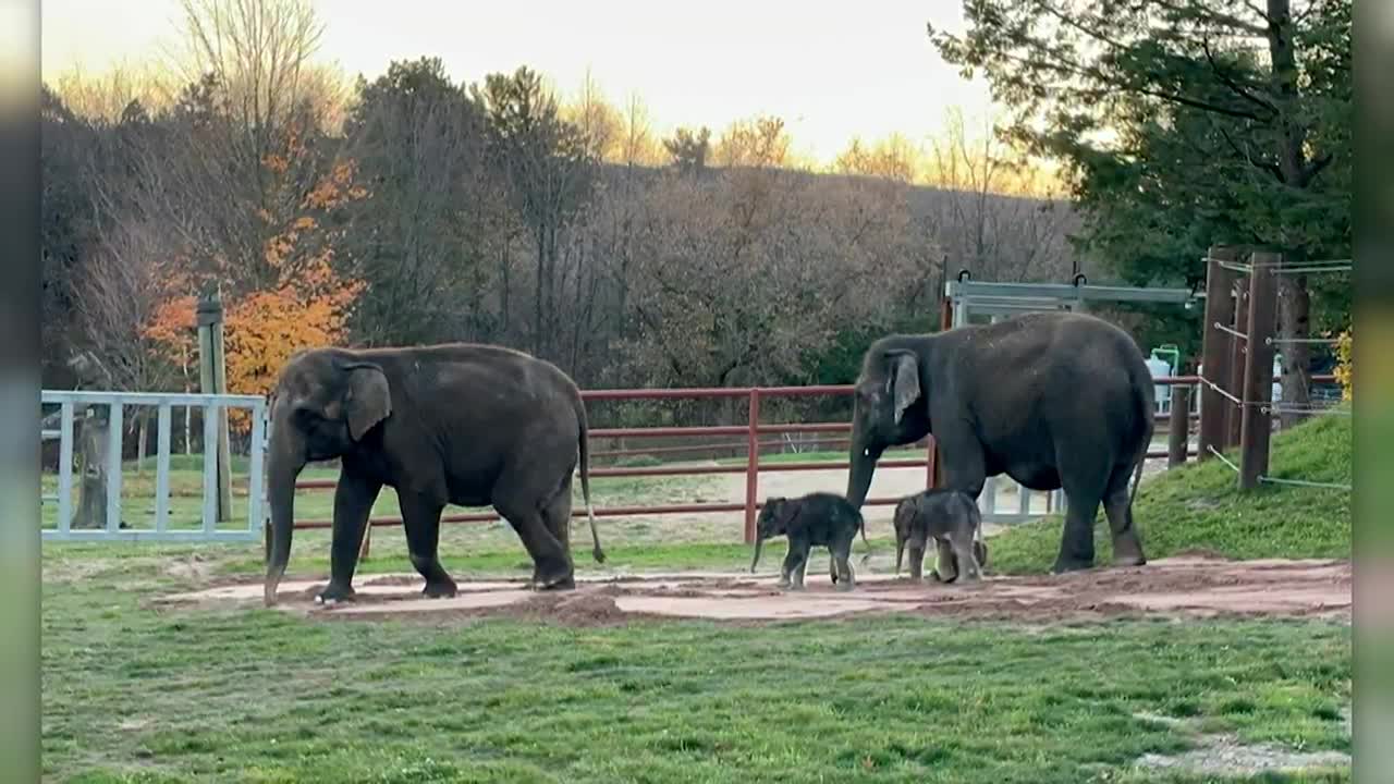 Zoo makes history with rare birth of Asian elephant twins