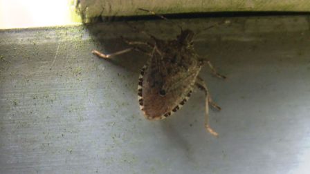 Cheap DIY Stink Bug Trap 