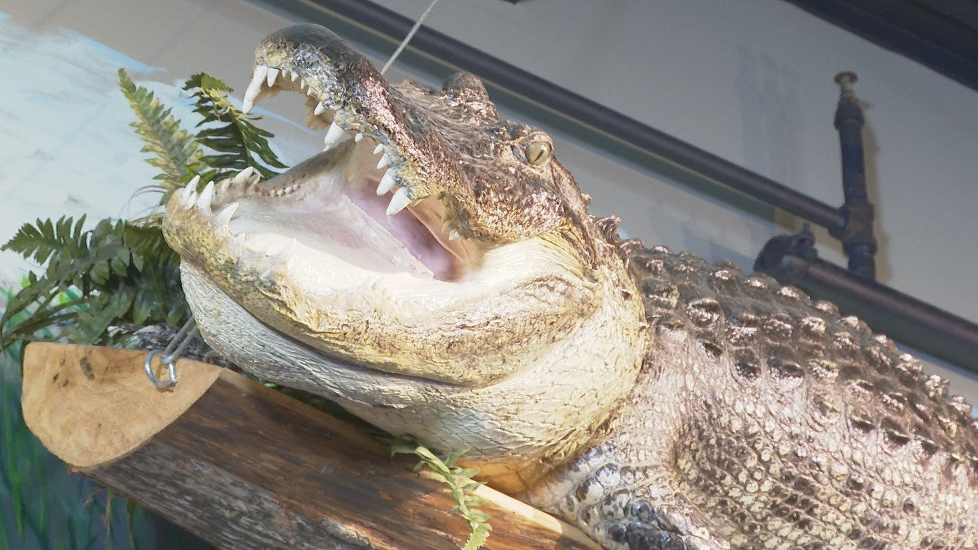College Station restaurant names nearly 16 ft. alligator