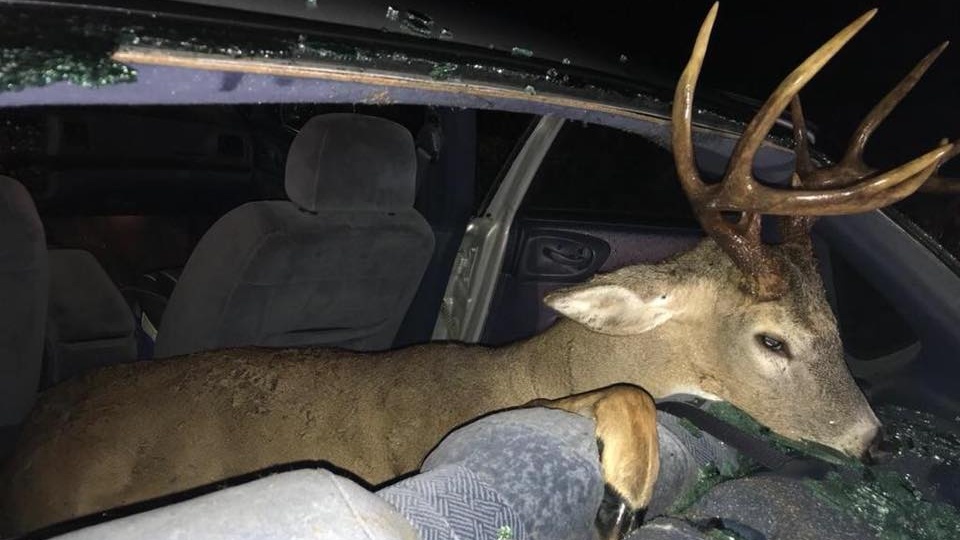 Study: Deer-vehicle crashes more likely this year in Texas