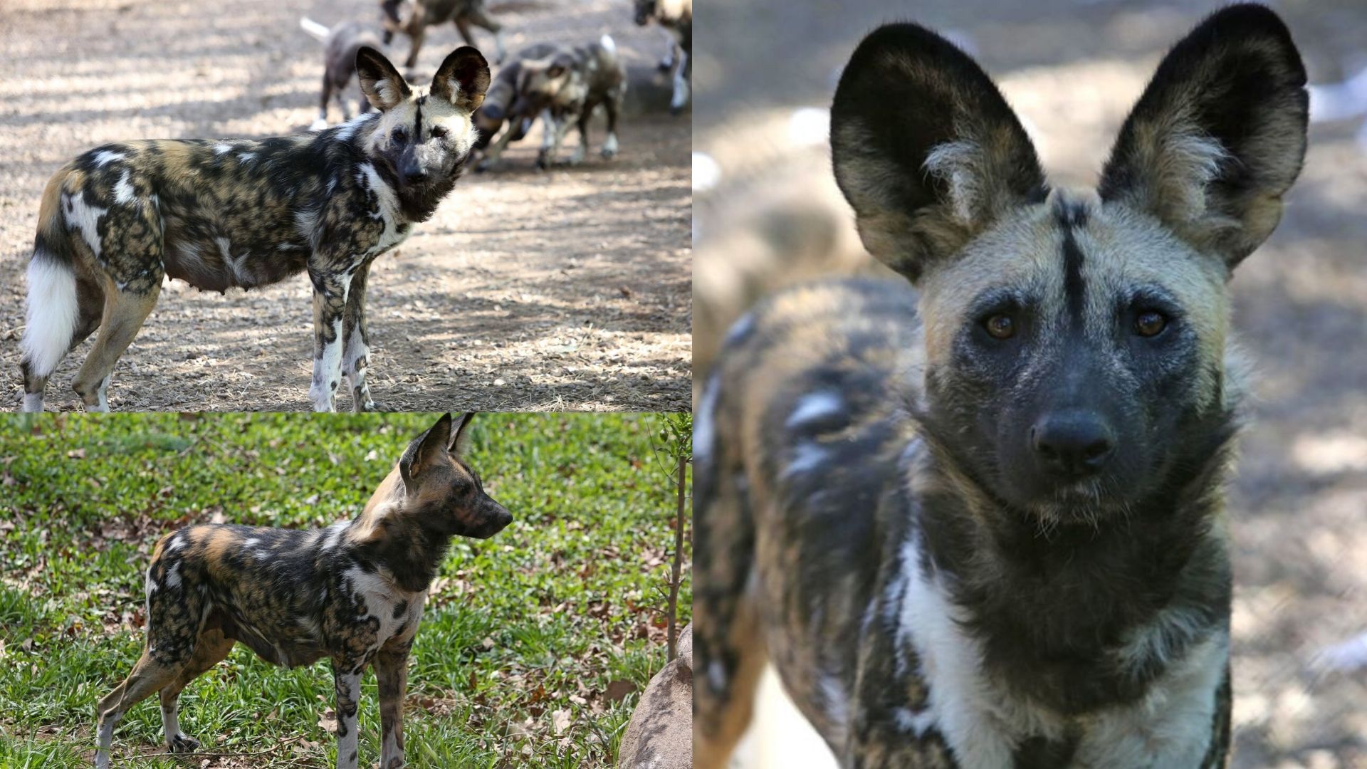 african cattle dog