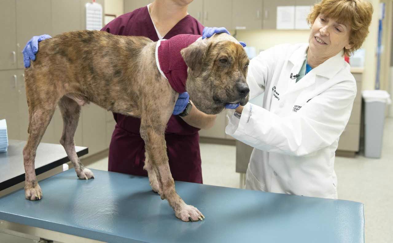 Abused Dog Blossoming After Surgery At Texas A M Animal Hospital