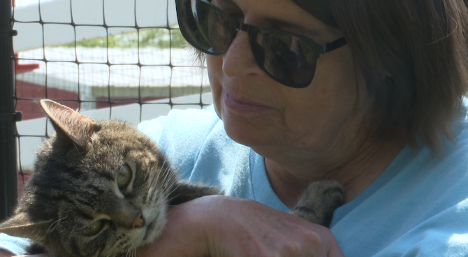 Kitty City volunteers use cats for therapy