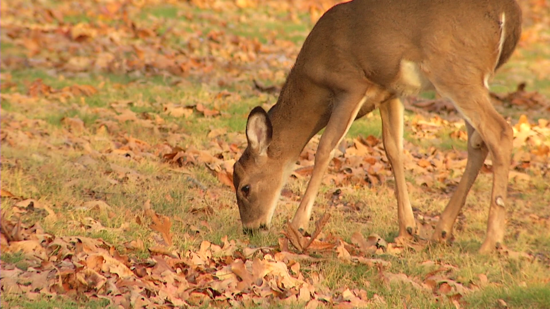 Missouri Department of Conservation adds two new hunting seasons for the  2023 season