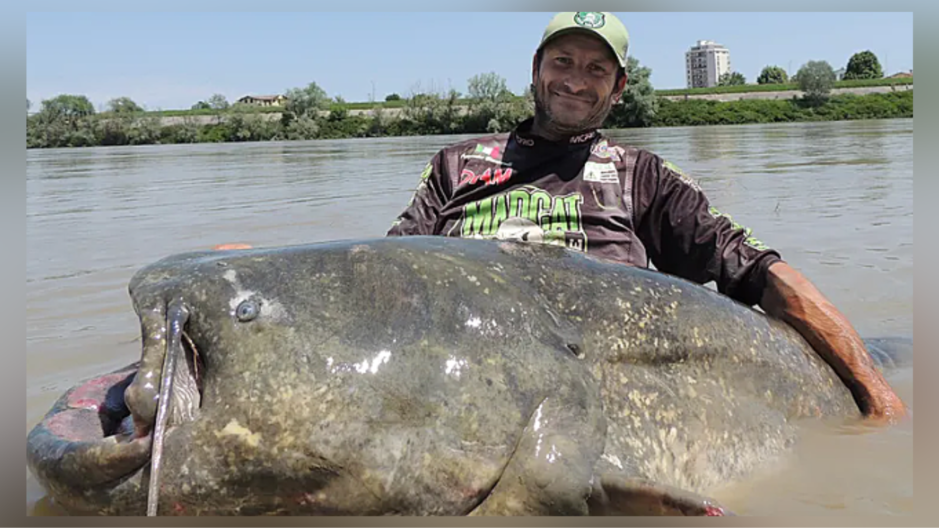 Angler hooks 'monster' 9-foot-long catfish