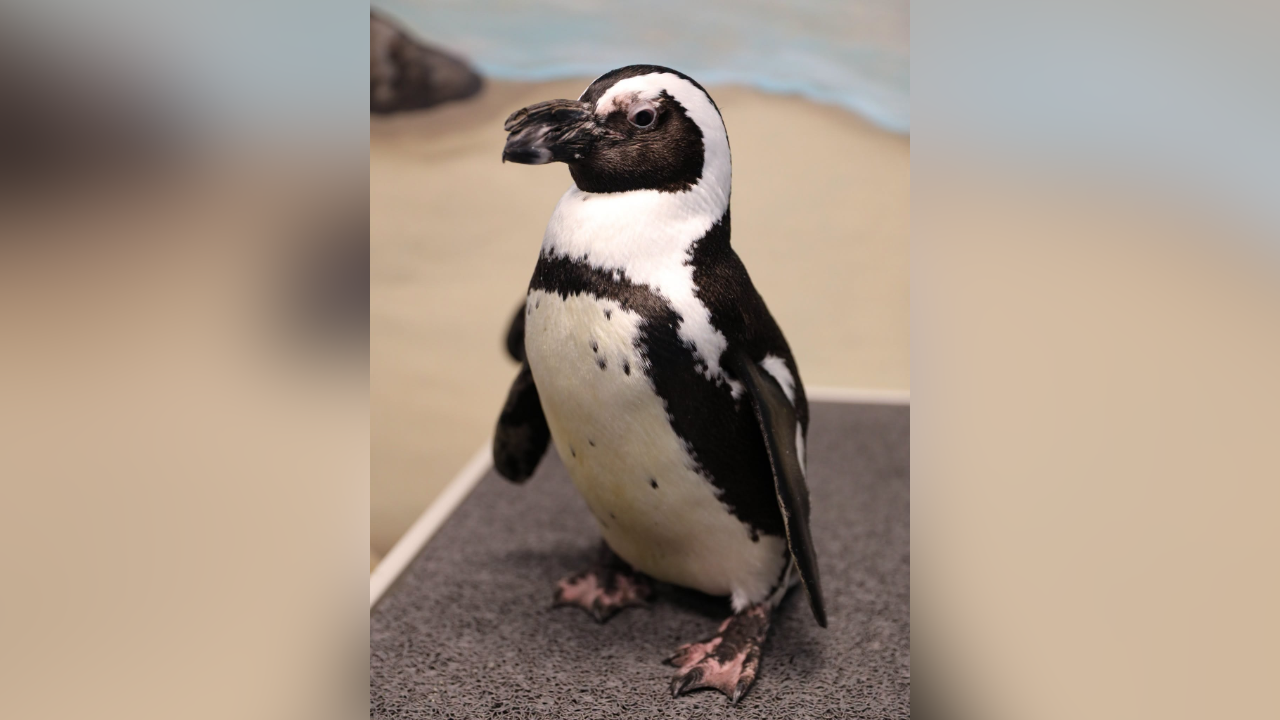 Georgia Aquarium's oldest African penguin dies at 40