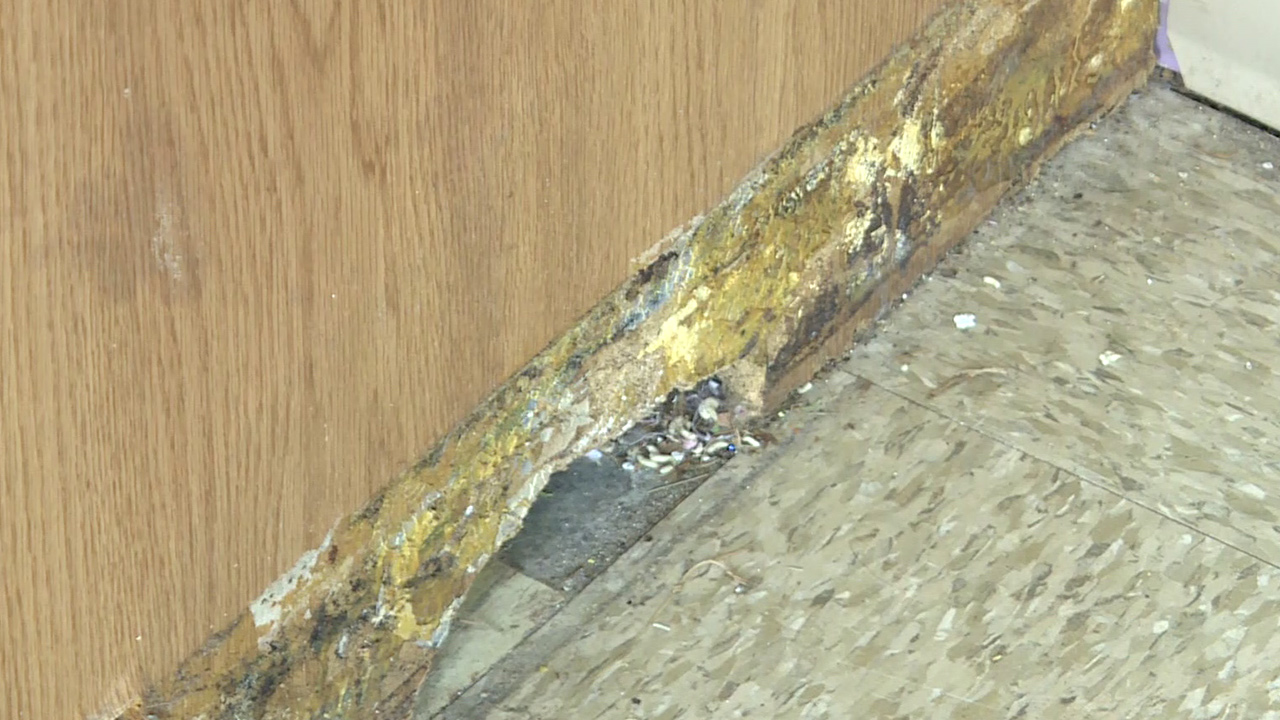 Holly Ridge condemns low-income apartment complex due to massive mold  problems
