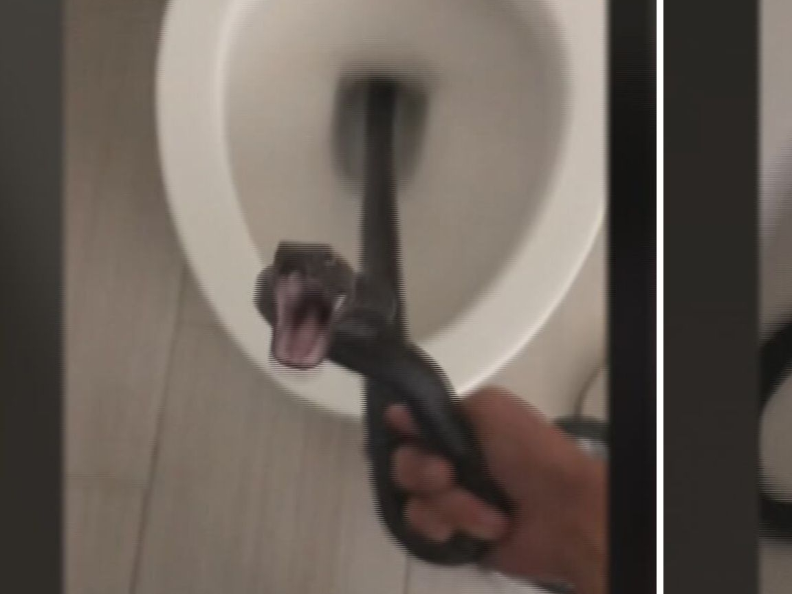 Woman finds python stuck in her toilet