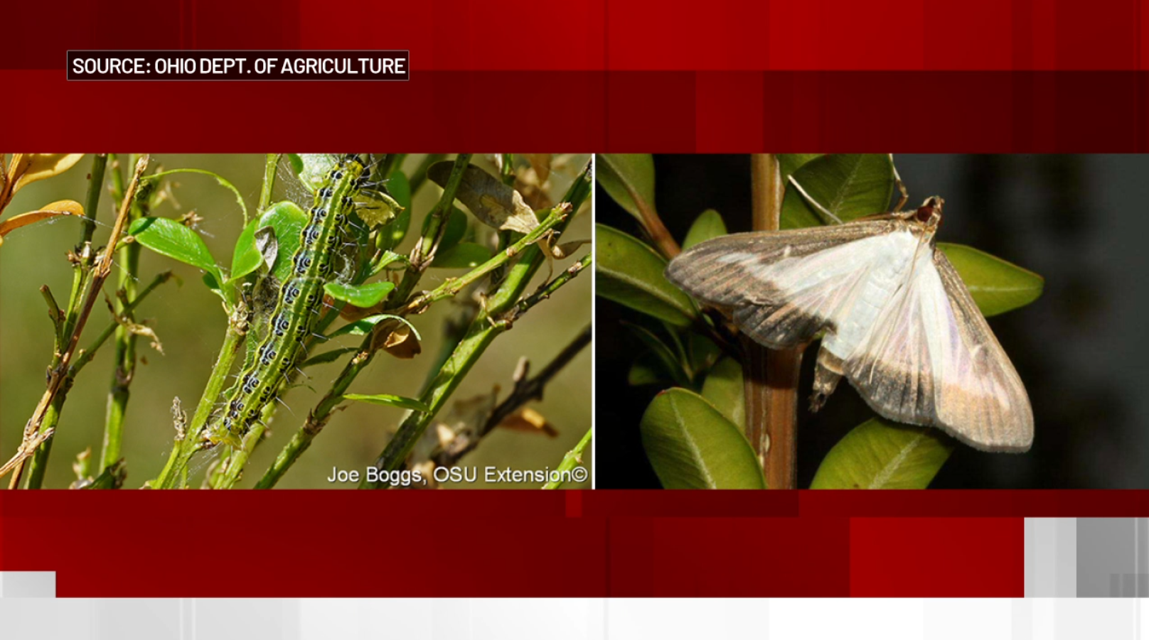 Invasive moth found in Olmsted Falls; experts warn it could target