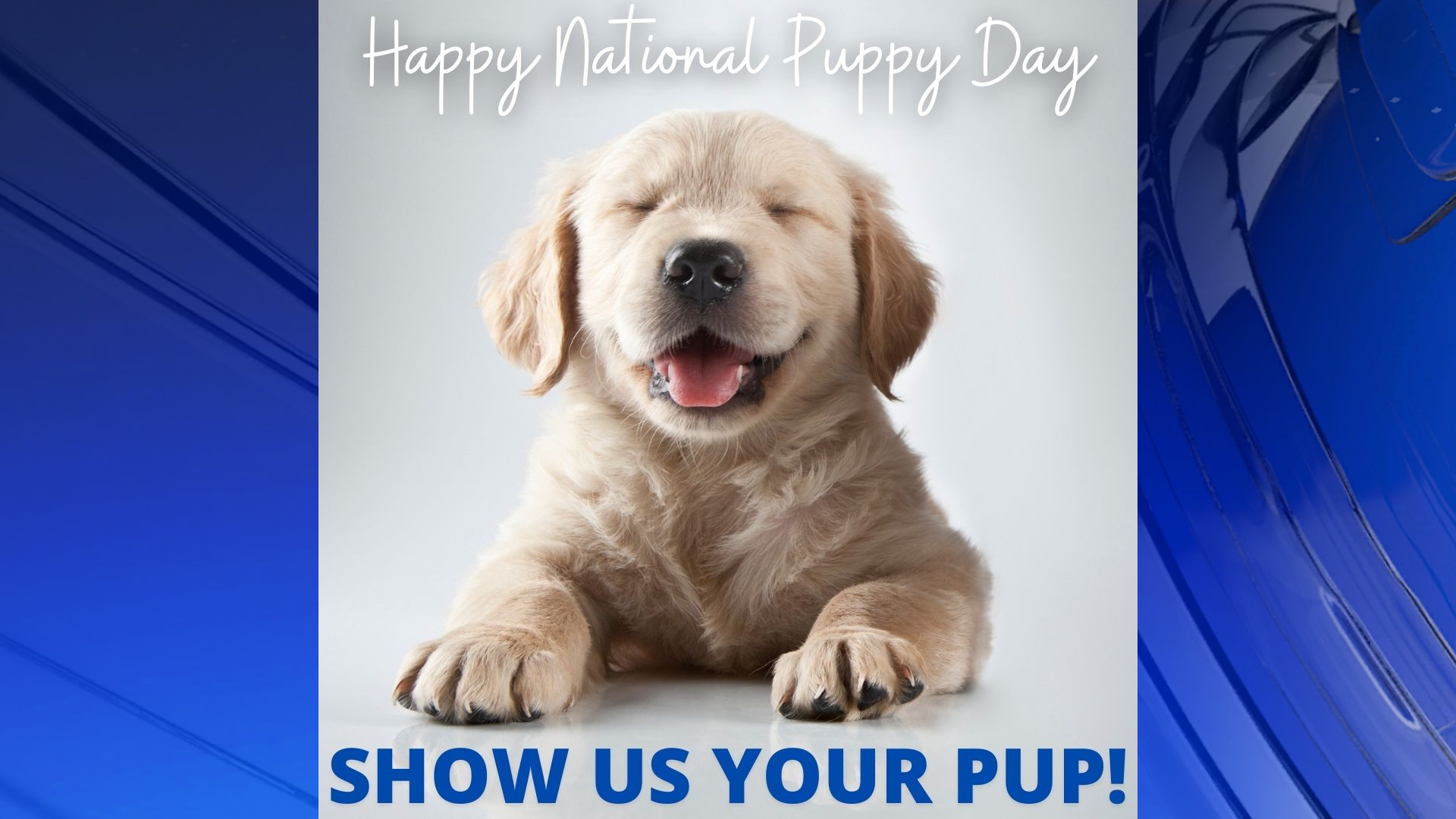 Happy puppy hot sale day 2019