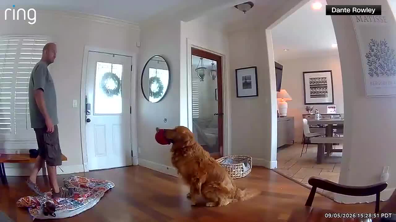 Golden retriever caught on Ring camera bringing a toy to a home