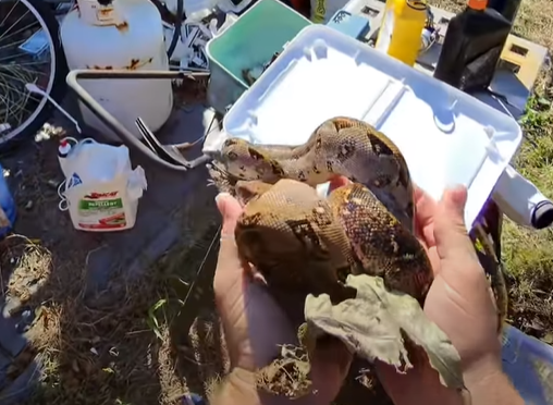 Caught on Camera: Boa removed from Venice back yard