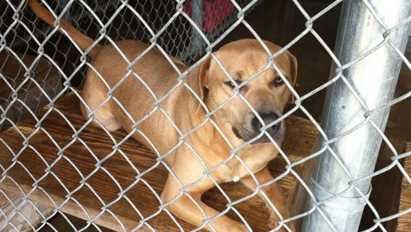 Two Groups To Decide Future Of Animal Shelter In Livingston Parish