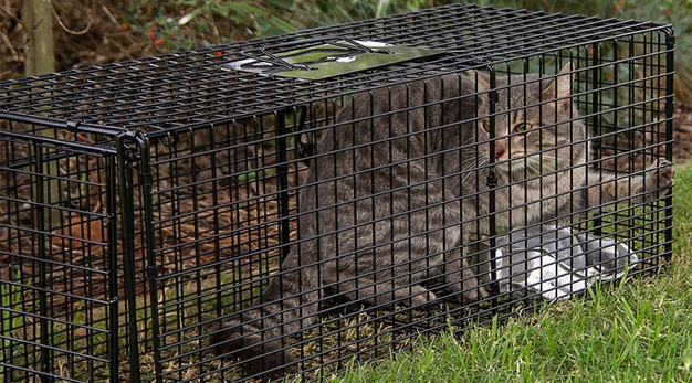 Rochelle responds to controversial post: No euthanasia, but feral cat traps  still available