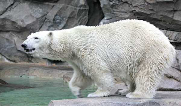 Berit's Big Day Off: Social media spots the polar bear around Cincy