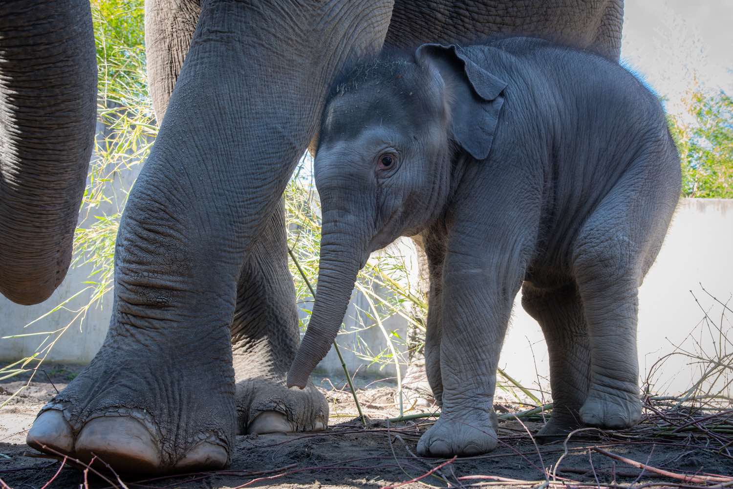 Oregon Zoo baby elephant spends time in the sunshine