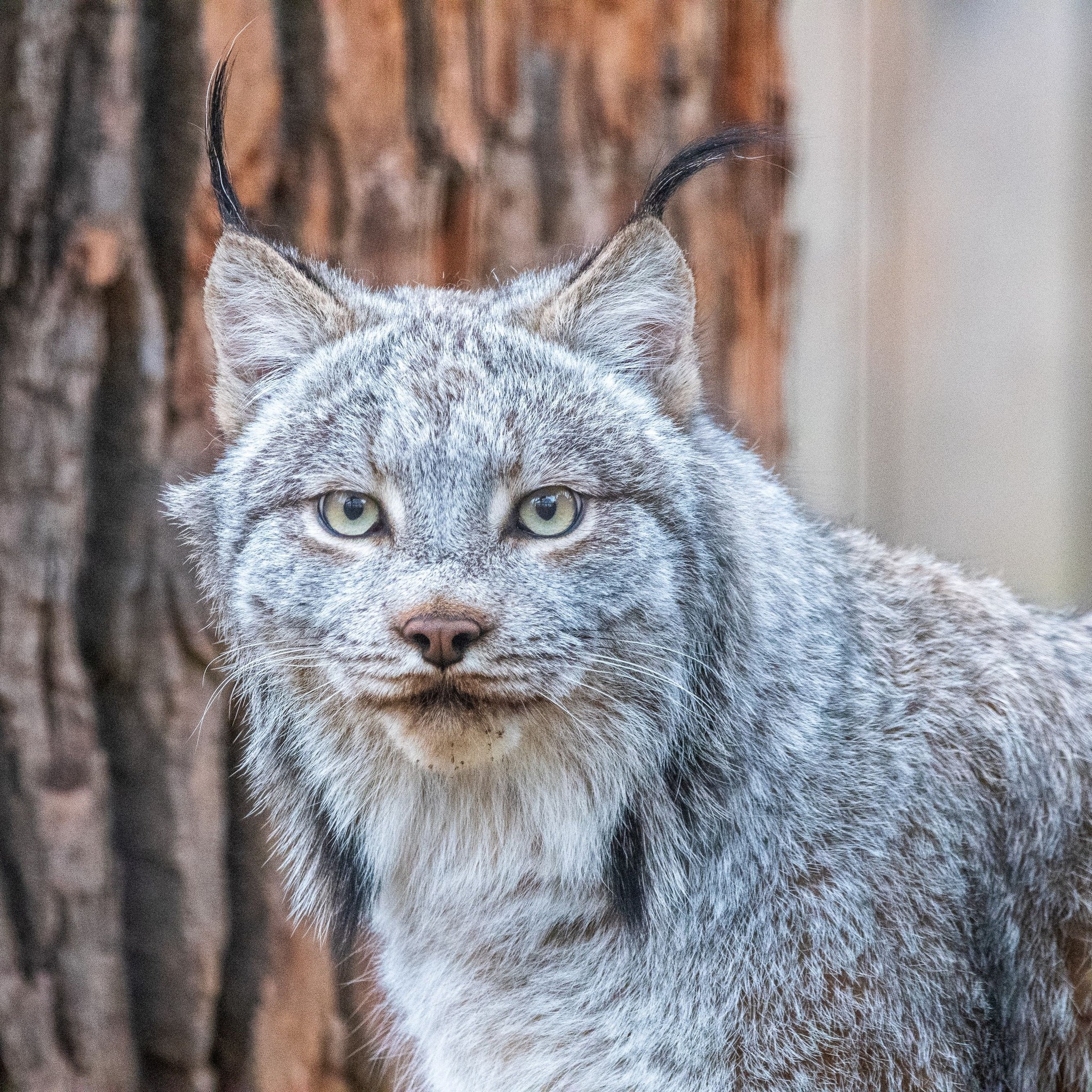 Potter Park Zoo introduces Canadian Lynx Brothers to the Mid