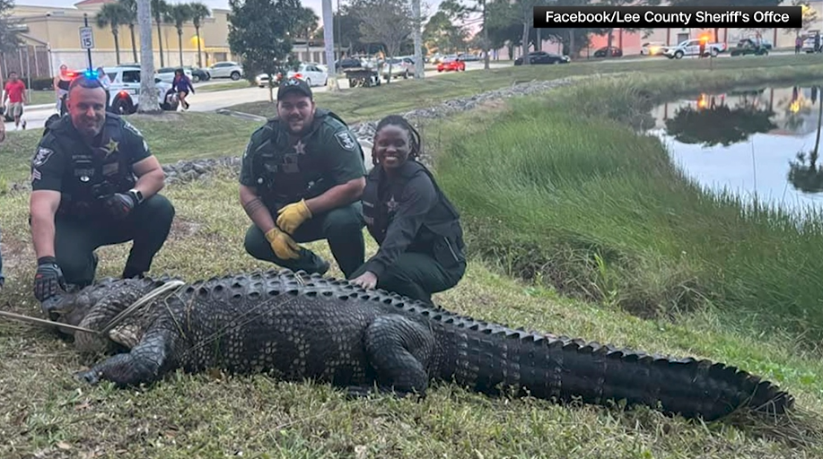 Police catch massive alligator outside of mall