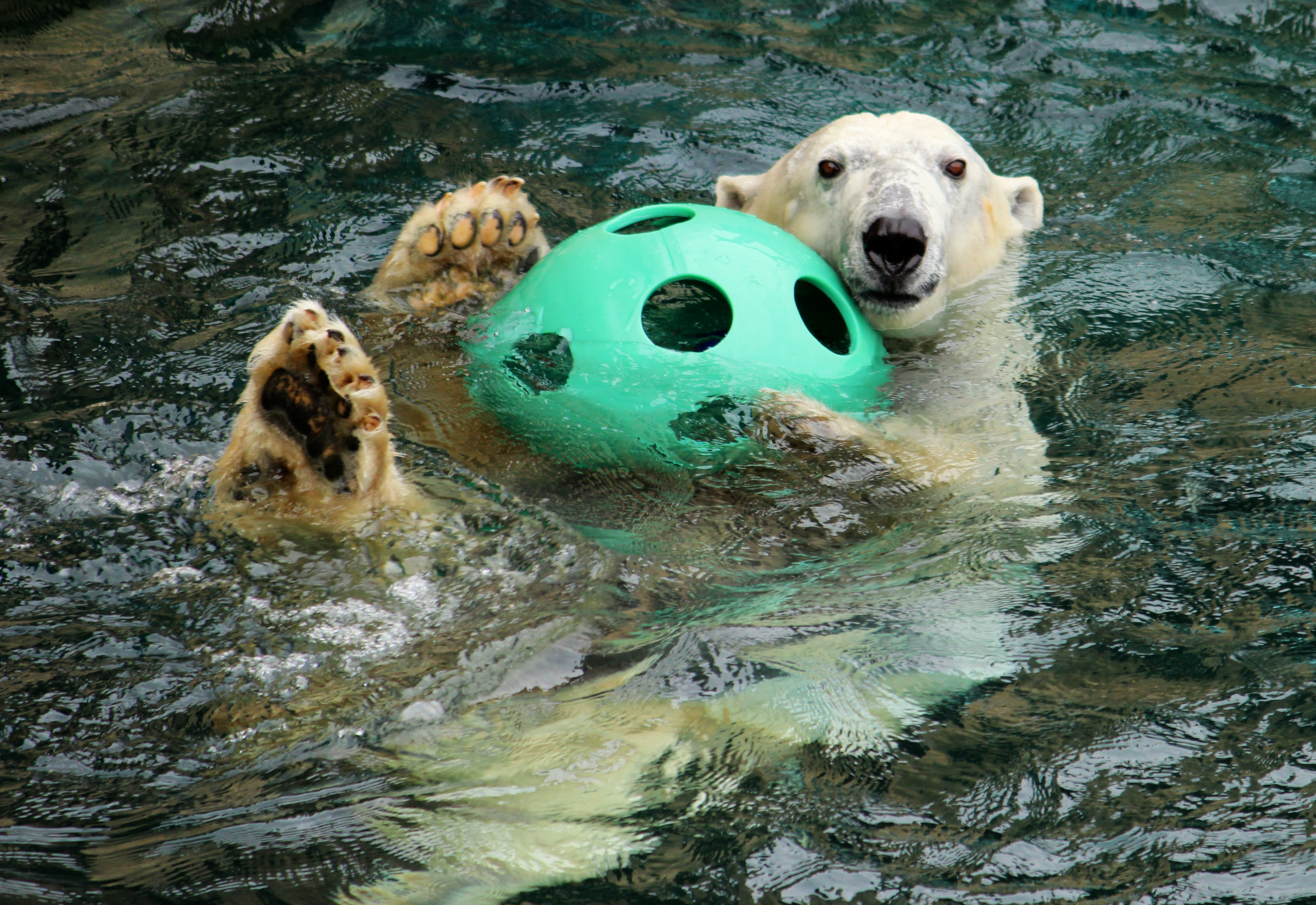 KC Zoo mourns loss of polar bear Berlin