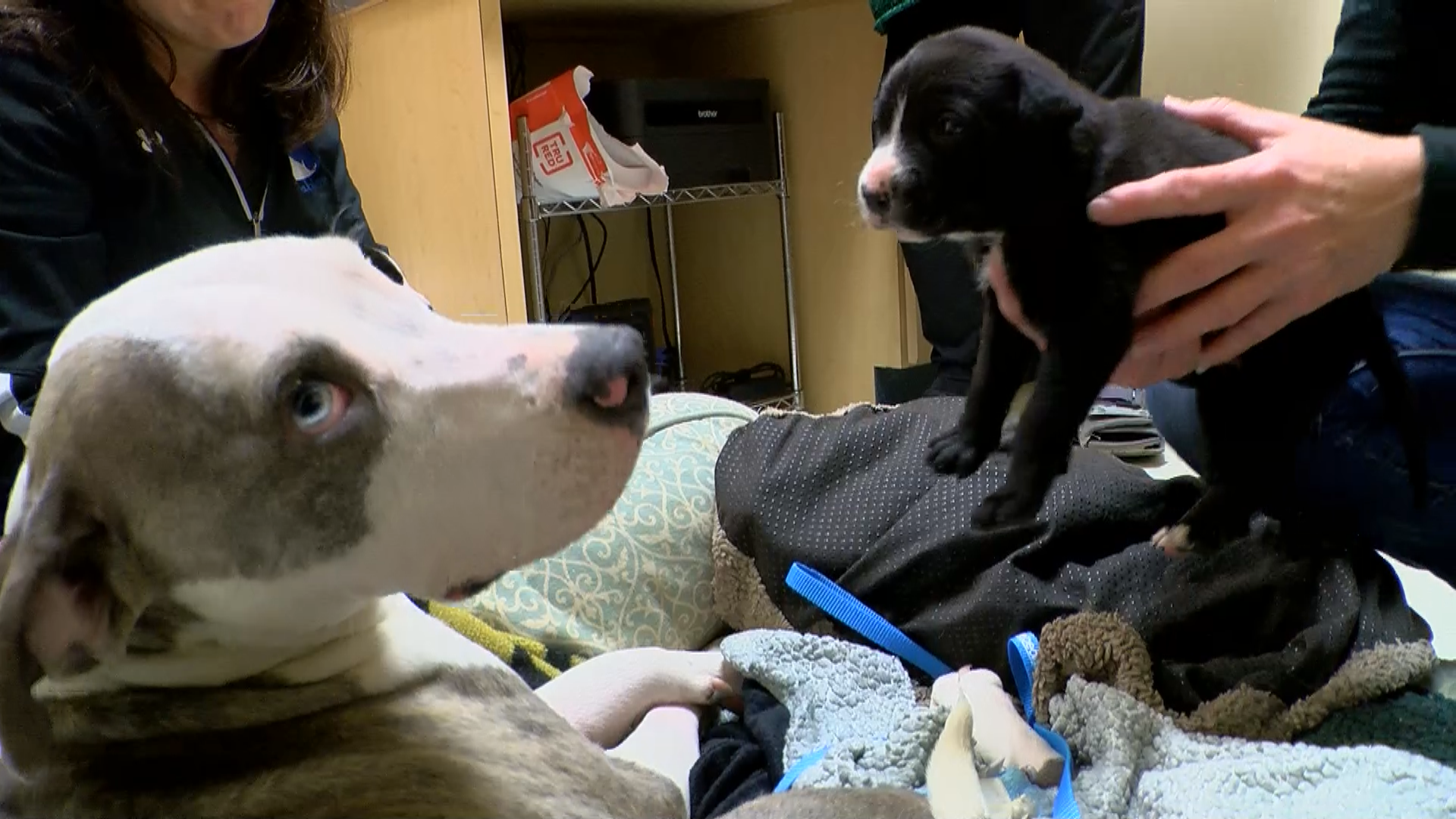 Dog shot, beaten in Grayson Co. saved by Louisville rescuers along with  puppies